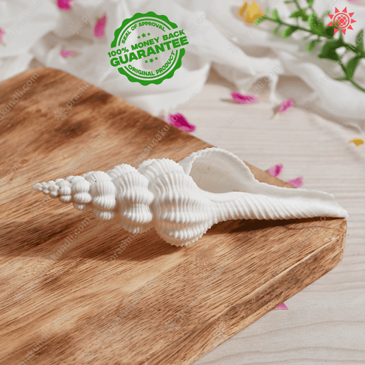 Shukra Shankh Benefits and Uses for Health and Spiritual Well-being - Prashna Kundli Astrology product and vedic astrology