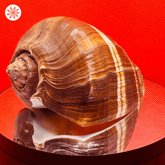 Guru Shankh Shell - Authentic Sacred Conch for Spiritual Practices - Prashna Kundli Astrology product and vedic astrology