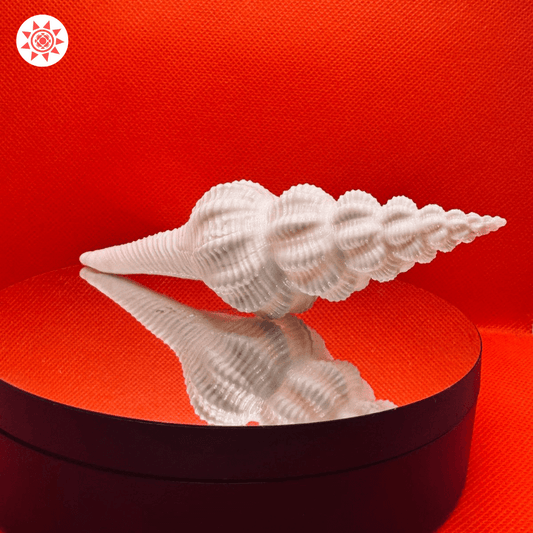 Shukra Shankh Benefits and Uses for Health and Spiritual Well-being - Prashna Kundli Astrology product and vedic astrology