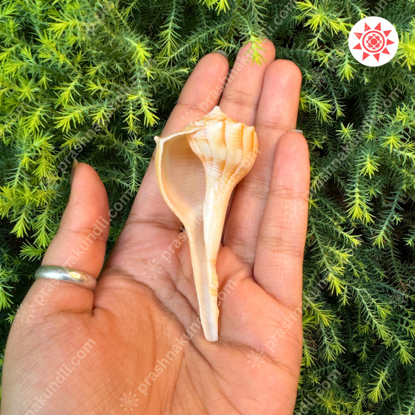 🐚 Dakshinavarti Shankh – Sacred Conch of Lakshmi’s Grace - Prashna Kundli Astrology product and vedic astrology