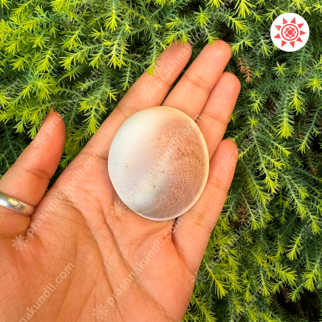 🌀 Gomati Chakra – Wheel of Divine Fortune & Protection - Prashna Kundli Astrology product and vedic astrology