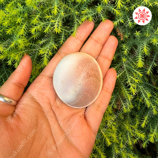 🌀 Gomati Chakra – Wheel of Divine Fortune & Protection - Prashna Kundli Astrology product and vedic astrology