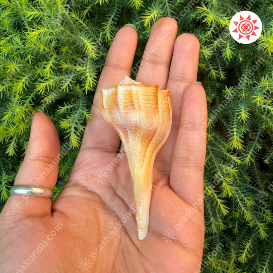 🐚 Dakshinavarti Shankh – Sacred Conch of Lakshmi’s Grace - Prashna Kundli Astrology product and vedic astrology