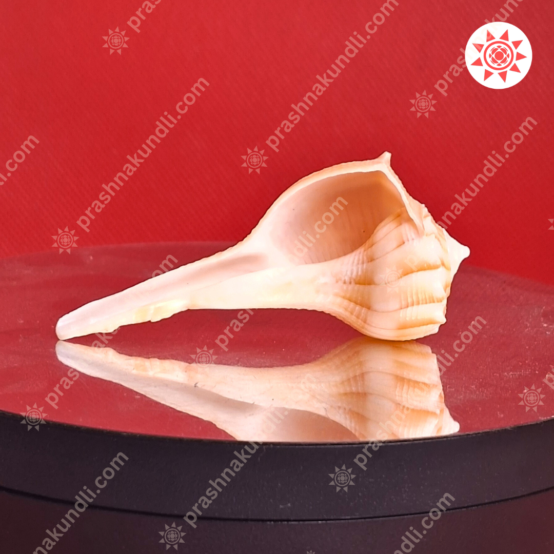 🐚 Dakshinavarti Shankh – Sacred Conch of Lakshmi’s Grace - Prashna Kundli Astrology product and vedic astrology