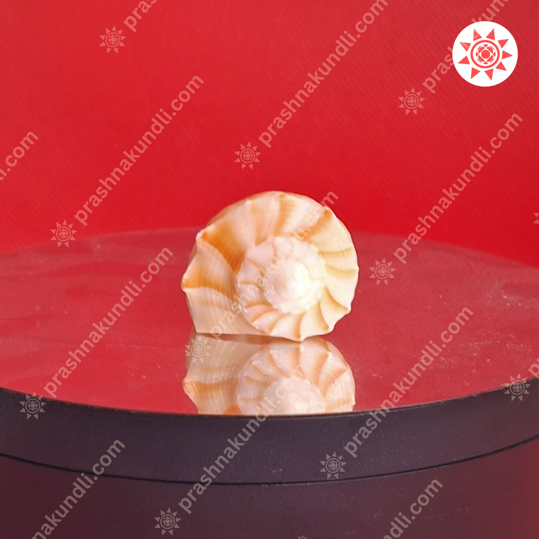 🐚 Dakshinavarti Shankh – Sacred Conch of Lakshmi’s Grace - Prashna Kundli Astrology product and vedic astrology