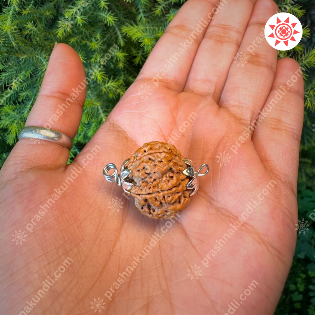 🔱 5 Mukhi Rudrakah – Five-Faced Blessing of Lord Shiva - Prashna Kundli Astrology product and vedic astrology