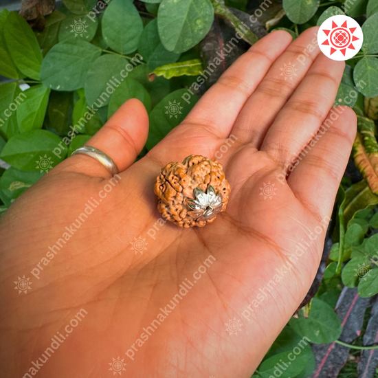 🔱 5 Mukhi Rudrakah – Five-Faced Blessing of Lord Shiva - Prashna Kundli Astrology product and vedic astrology