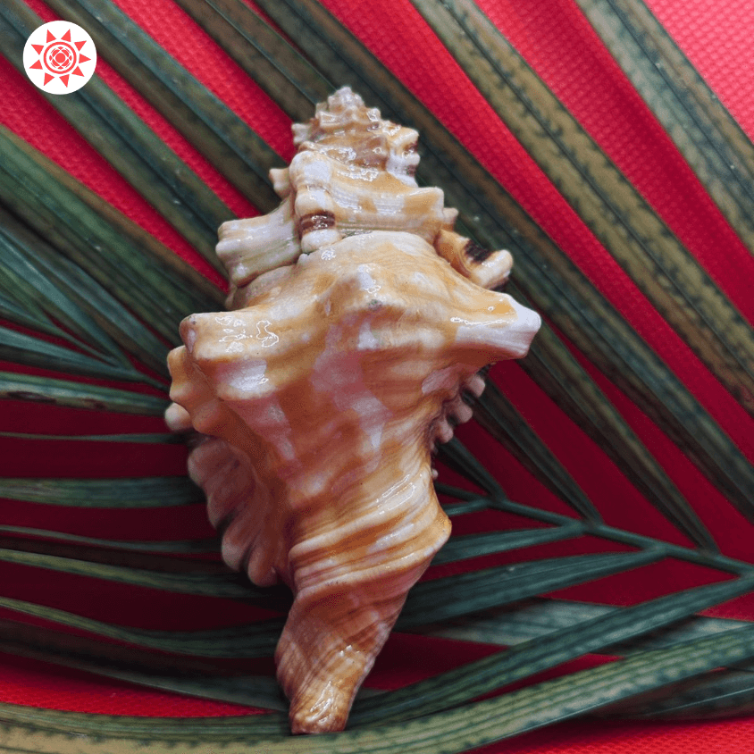 Ganesh Shankh - Spiritual Conch Shell for Auspiciousness and Blessings - Prashna Kundli Astrology product and vedic astrology