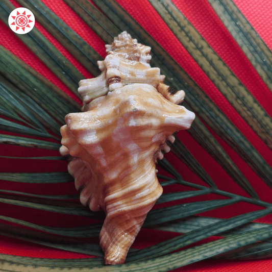 Ganesh Shankh - Spiritual Conch Shell for Auspiciousness and Blessings - Prashna Kundli Astrology product and vedic astrology