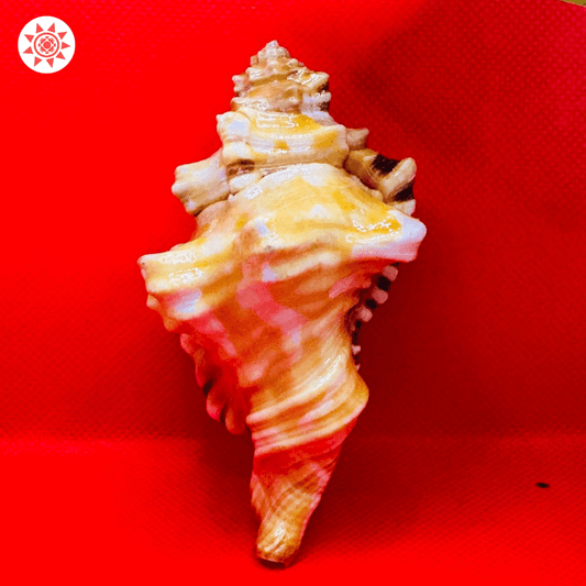 Ganesh Shankh - Spiritual Conch Shell for Auspiciousness and Blessings - Prashna Kundli Astrology product and vedic astrology