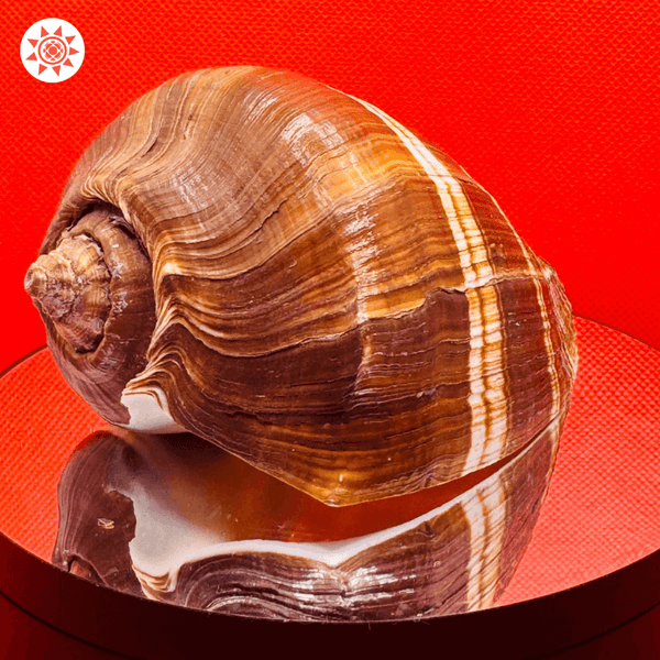 Guru Shankh Shell - Authentic Sacred Conch for Spiritual Practices - Prashna Kundli Astrology product and vedic astrology