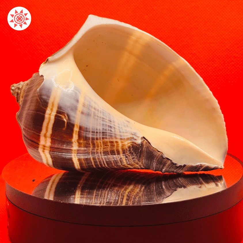 Guru Shankh Shell - Authentic Sacred Conch for Spiritual Practices - Prashna Kundli Astrology product and vedic astrology