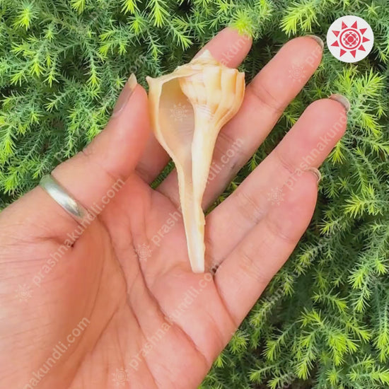 🐚 Dakshinavarti Shankh – Sacred Conch of Lakshmi’s Grace