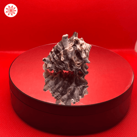 Shani Shankh Shell - Divine Energy and Spiritual Protection - Prashna Kundli Astrology product and vedic astrology
