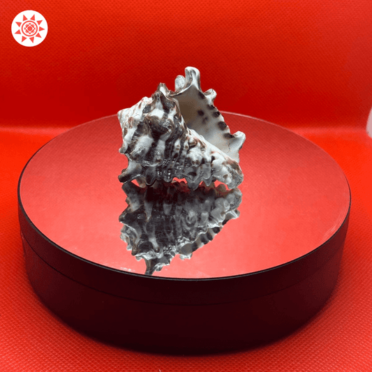 Shani Shankh Shell - Divine Energy and Spiritual Protection - Prashna Kundli Astrology product and vedic astrology